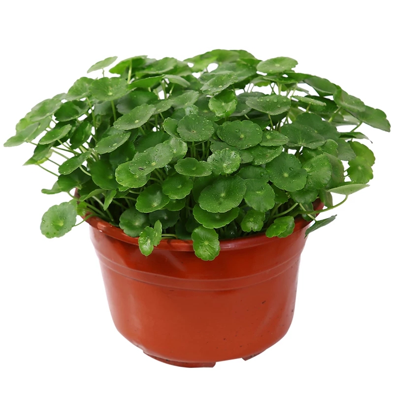 小綠植規(guī)格0.15—0.5米，多放置辦公桌，茶幾，工位架等依據(jù)公司要求擺放